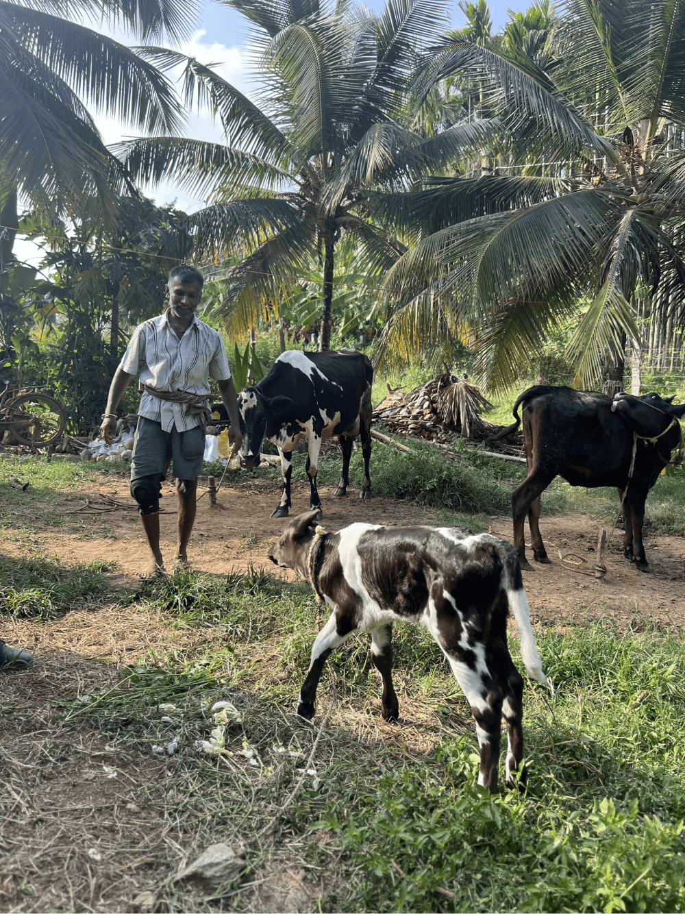 Farmer walking with three cows in a tropical setting with palm trees.